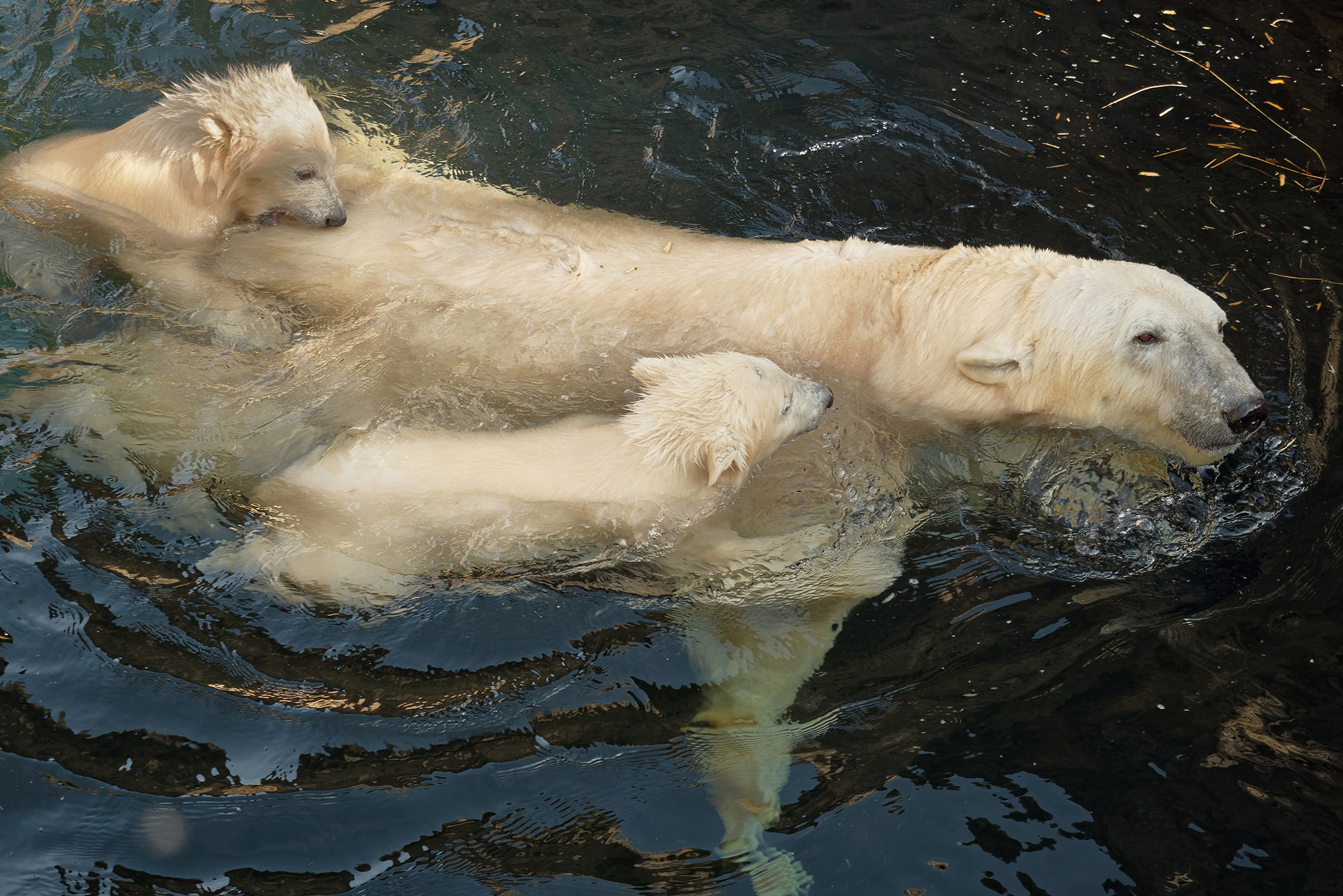 Three polar bears swimming in the water.